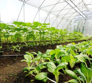 Sunnyville Community Model Farm in Quezon City, where local youth learn about growing food in greenhouses and the importance of creating a circular city, through practices like the upcycling of tens of thousands of Nespresso pods for healthy fertilizer.