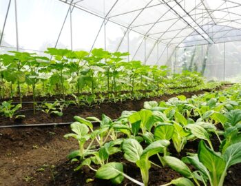 Sunnyville Community Model Farm in Quezon City, where local youth learn about growing food in greenhouses and the importance of creating a circular city, through practices like the upcycling of tens of thousands of Nespresso pods for healthy fertilizer.