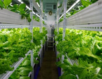 A demonstration farm in Quezon City, where local youth engage in workshops about vertical and hydroponic farming and how such can help to grow more food with fewer resources.